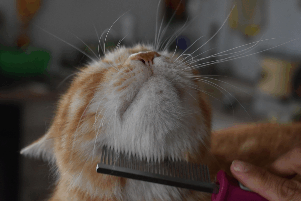 Alimentación gatos esterilizados

