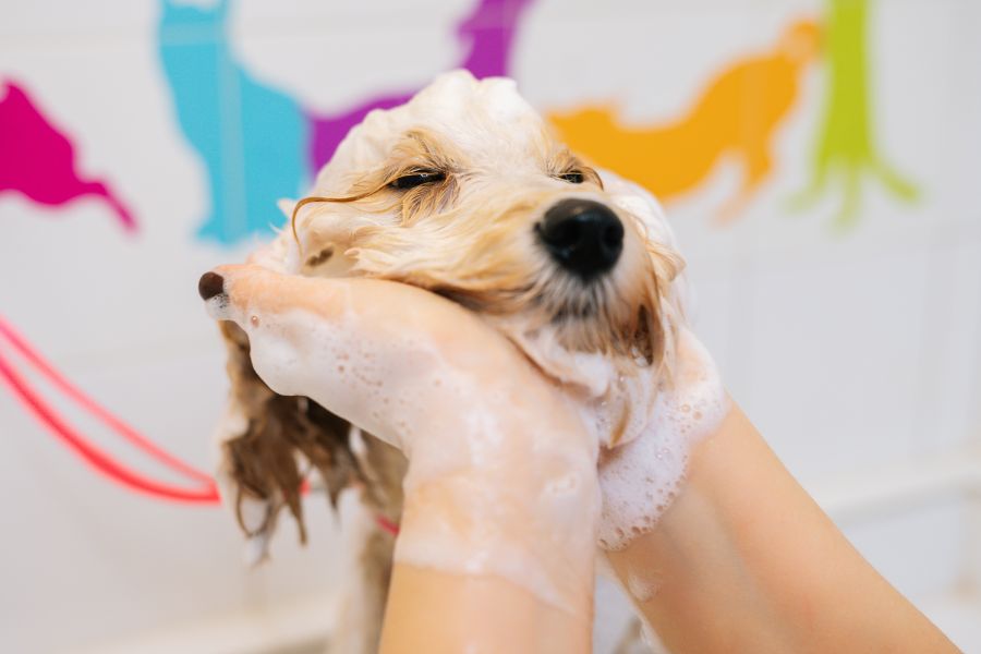 peluquería canina barcelona